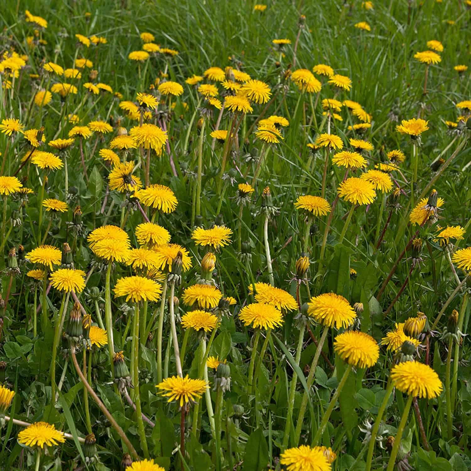 Frontier Co-op Organic Dandelion Leaf Review